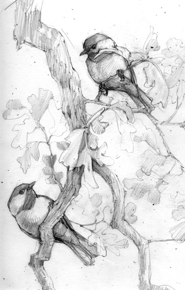 368x576 Drawing Birds How To Sneak Up On Your Subject Oklahoma Usa