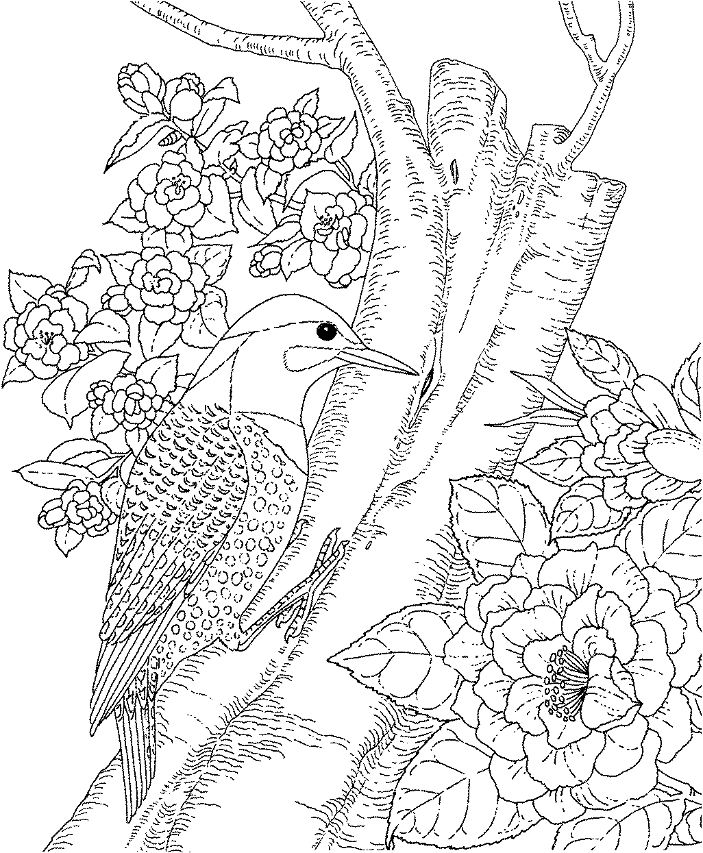 1026x1245 Backyard Animals And Nature Coloring Books Free Coloring Pages