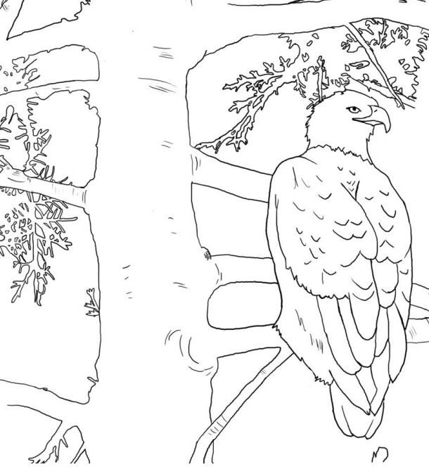 610x664 Backyard Animals And Nature Coloring Books Free Coloring Pages