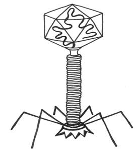 276x300 Bacteria And Viruses How Are They Different