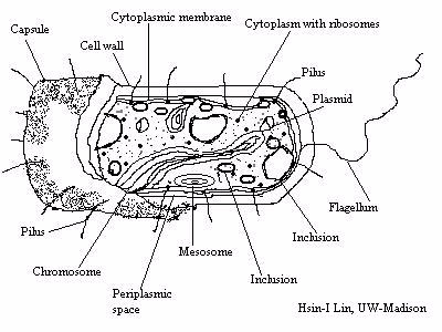 400x300 Overview Of Bacteriology
