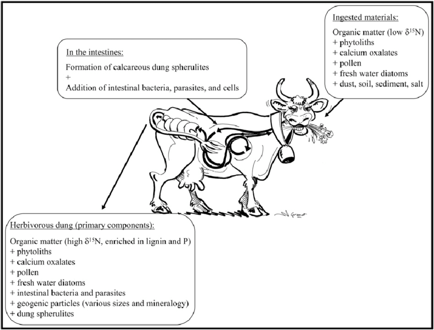 850x646 Schematic Diagram Showing A Model Of Dung Formation, Including
