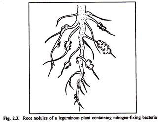 320x247 Symbiotic And Antagonistic Relationship Between Two Species