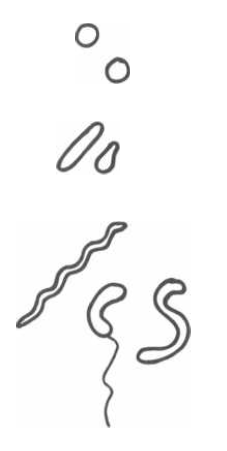 227x451 Types Of Pathogenic Microorganisms The Art Of Medicine