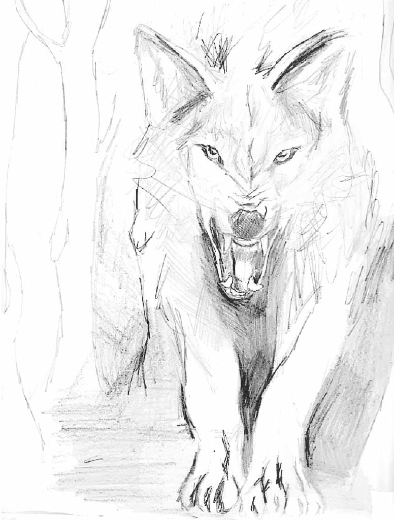 776x1025 Walking Wolfwhite.jpg