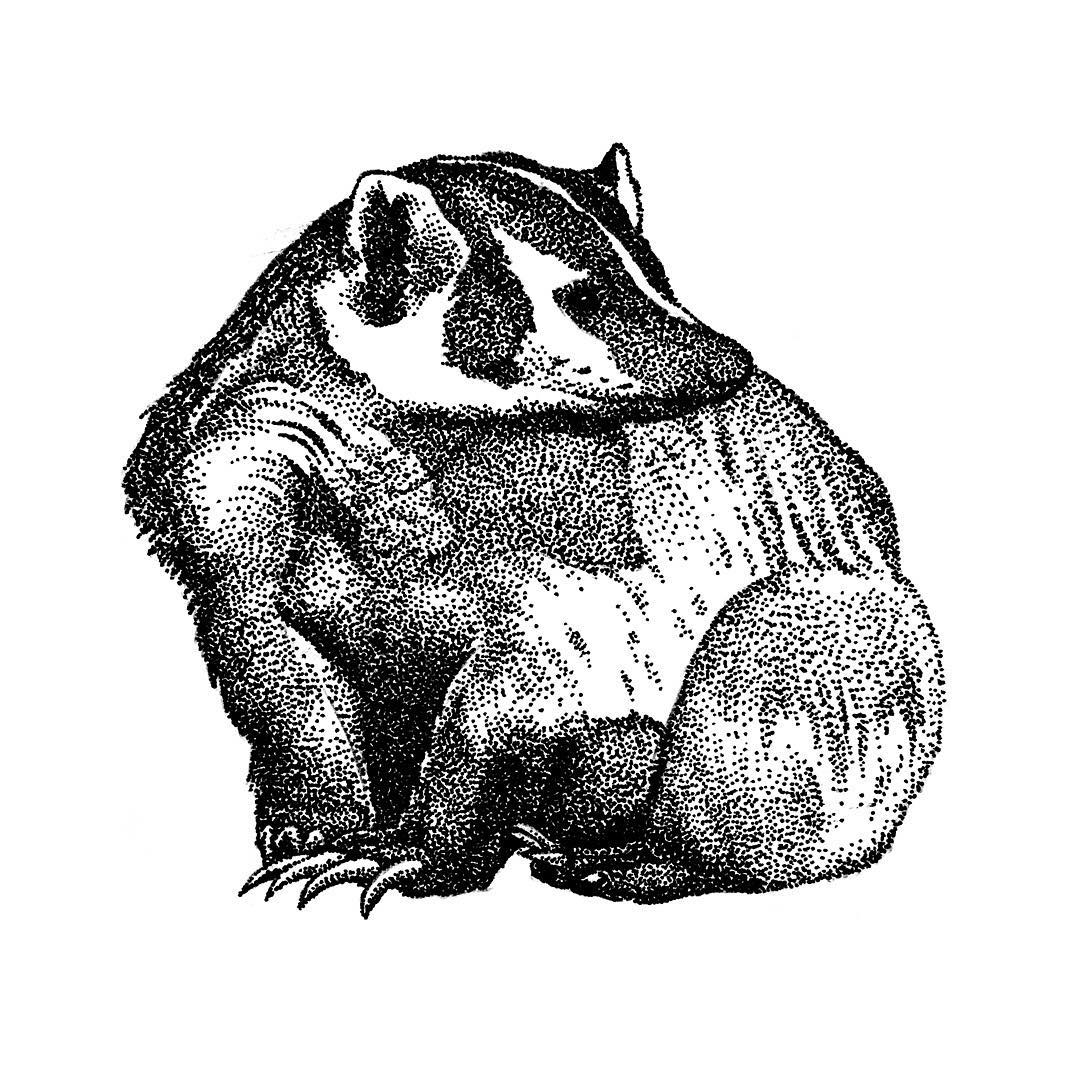 1080x1080 Badger Photo On Instagram