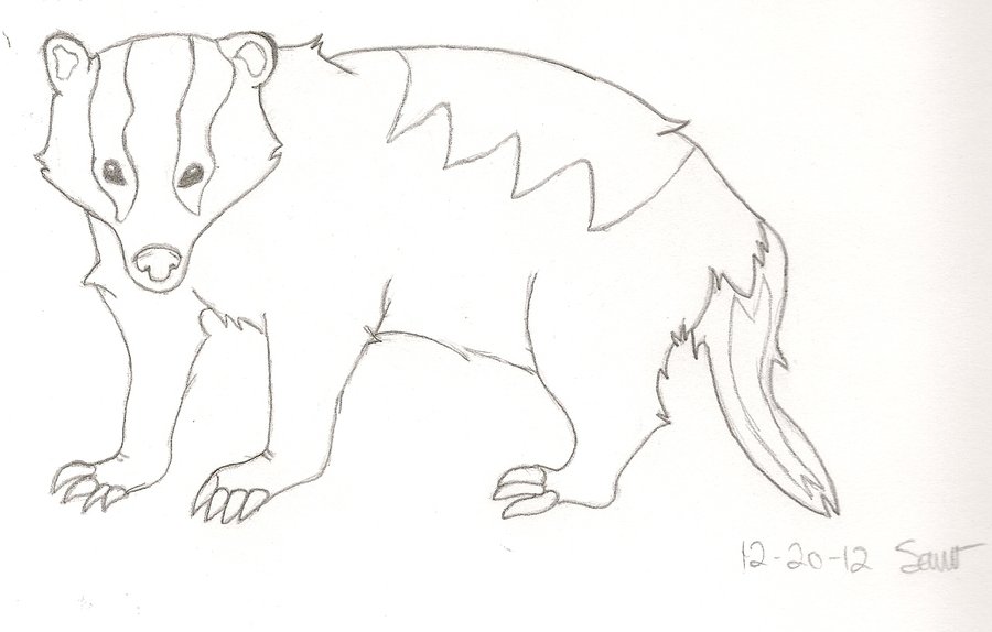 900x574 Badger Sketch By Wiedwhacker