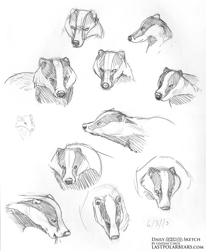 724x880 Daily Animal Sketch Badgers And Caribou The Last Of The Polar