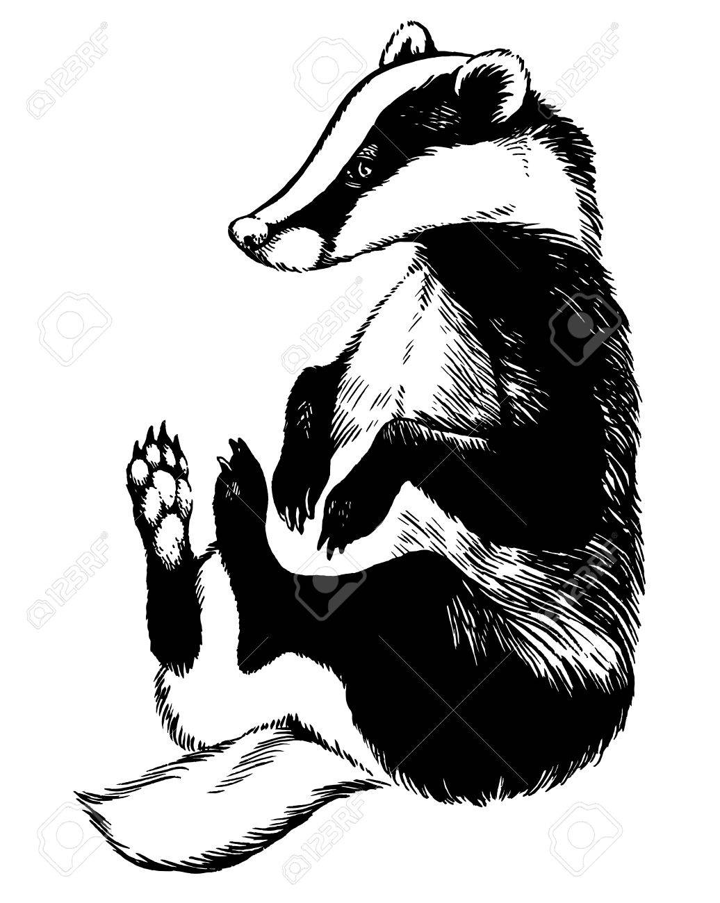 1036x1300 European Badger Or Meles Meles