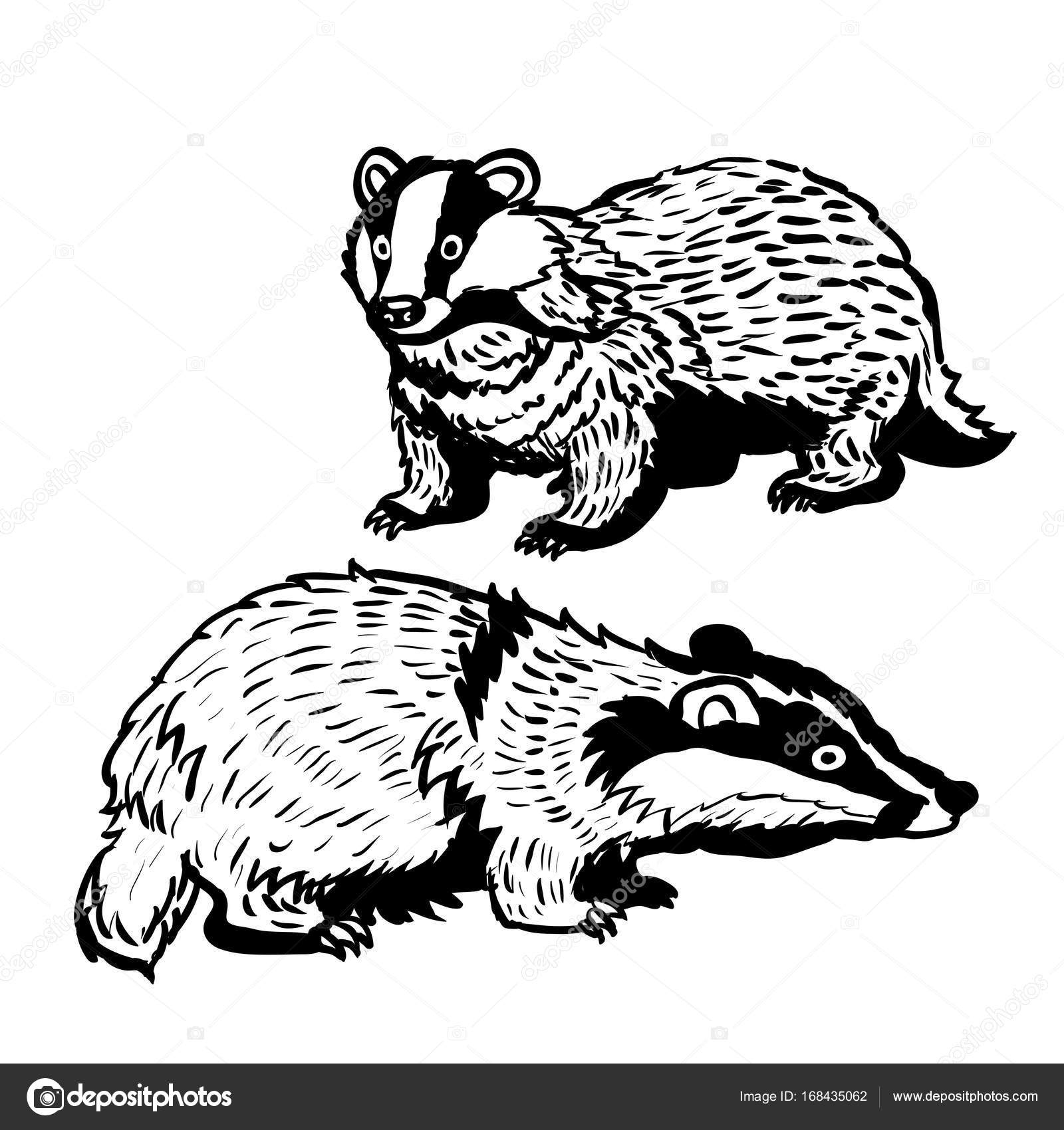 1600x1700 Hand Drawn Two Badger Vector Illustration Stock Vector