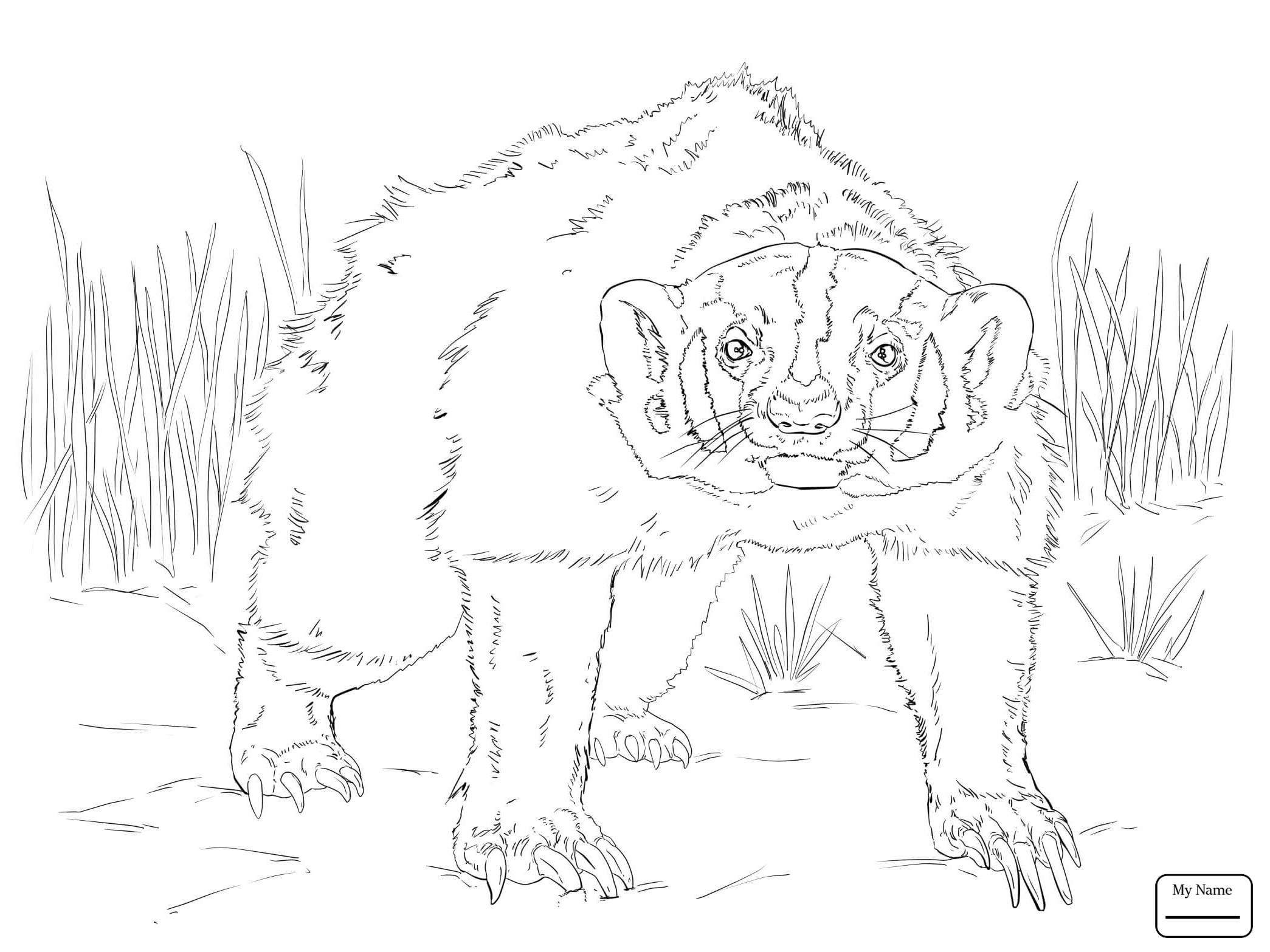 2089x1567 Honey Badger Badgers Mammals Badgers Coloring Pages