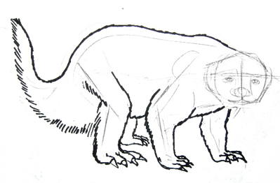 399x262 How To Draw A Budger