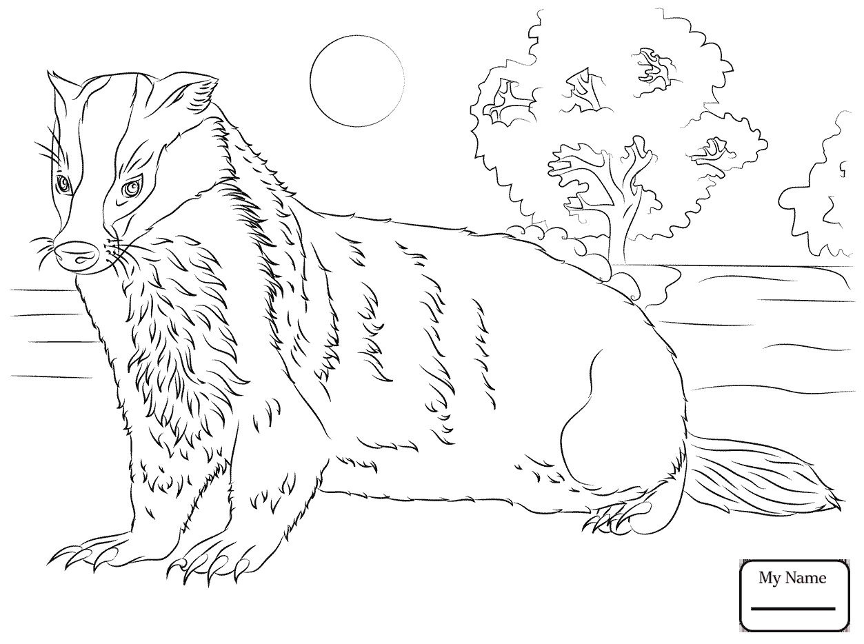 1253x934 Coloring Pages Mammals Badger 3