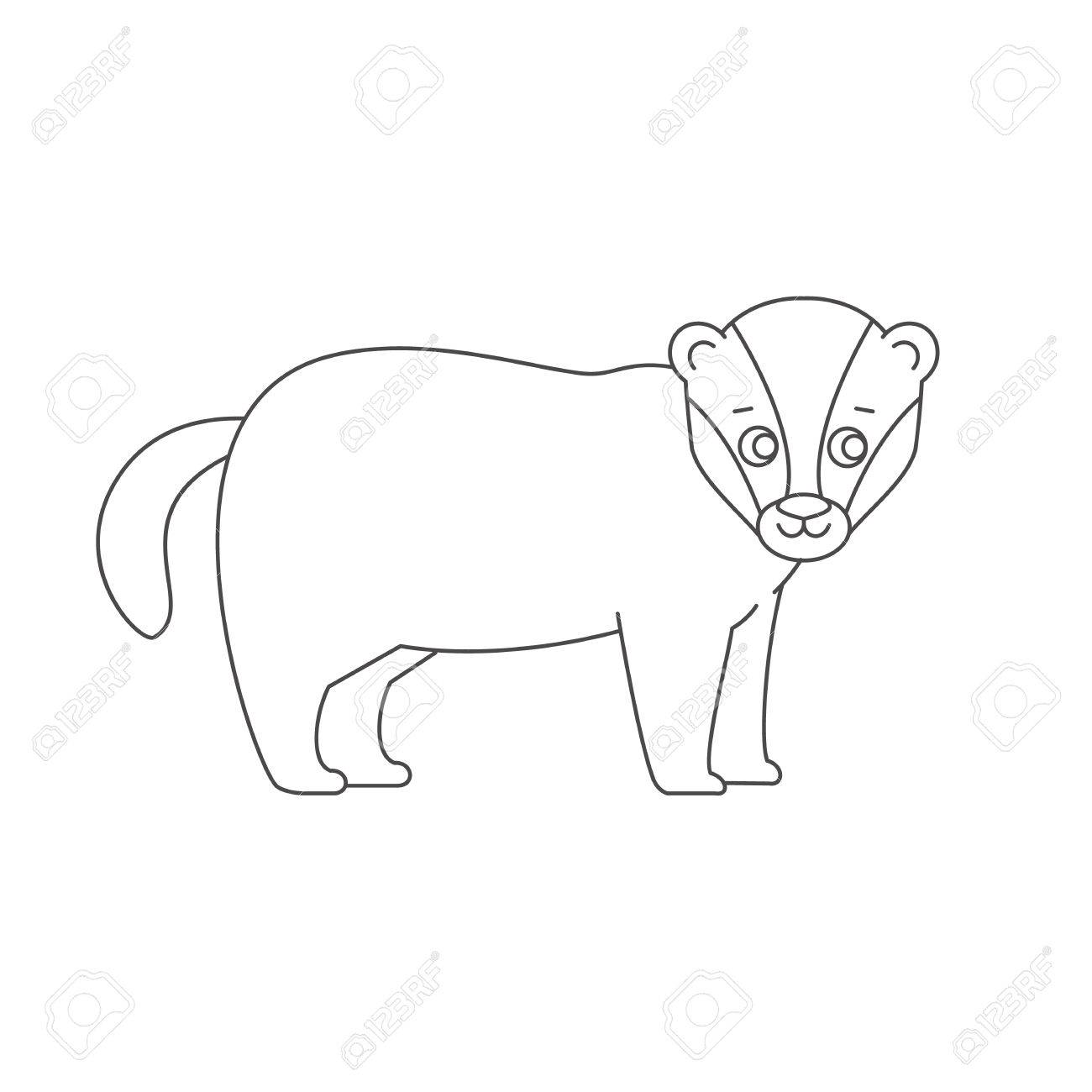 1300x1300 Badger For Coloring Book Stock Photo, Picture And Royalty Free