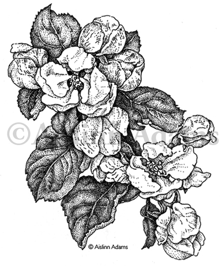 450x539 Botanical Illustration Aislinn Adams