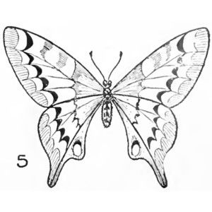 300x300 Balance, Symmetricalformal Butterfly Drawing Easy Methods How