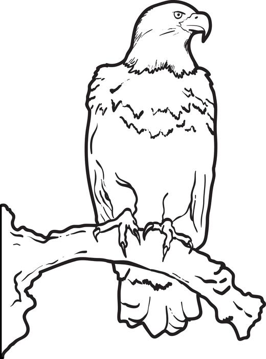 520x700 Free, Printable Bald Eagle Coloring Page For Kids