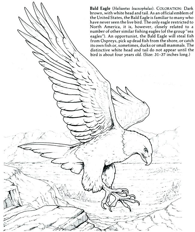 650x770 Eagle Coloring Book Also Eagle Coloring Book 2 Pin Bald Eagle