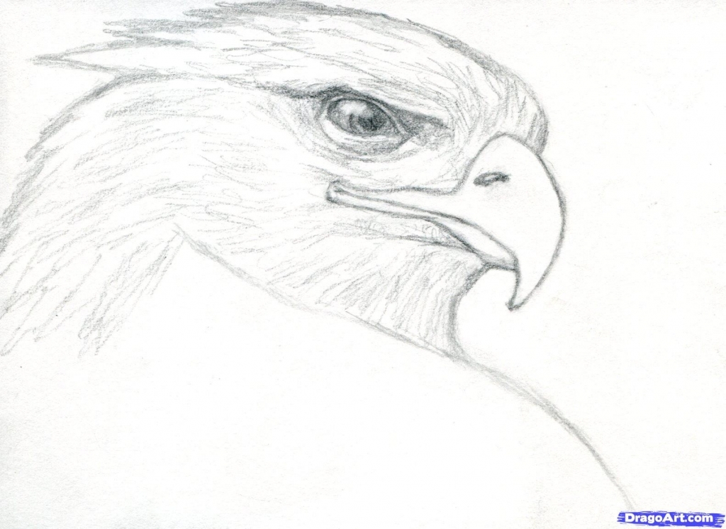 1024x746 Realistic Eagle Drawing Bald Eagle Speed Drawing Youtube