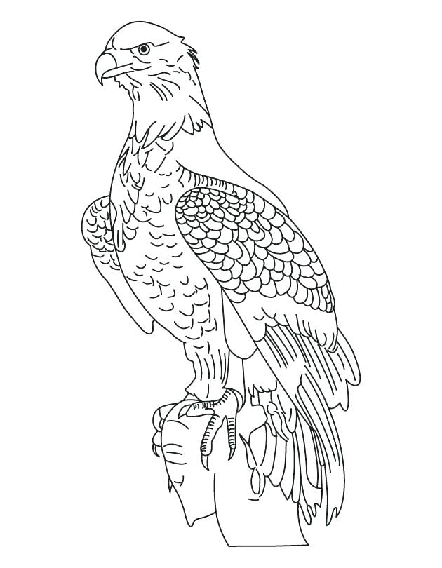 630x810 Bald Eagle Coloring Pages Eagles Coloring Pages Soaring Bald Eagle