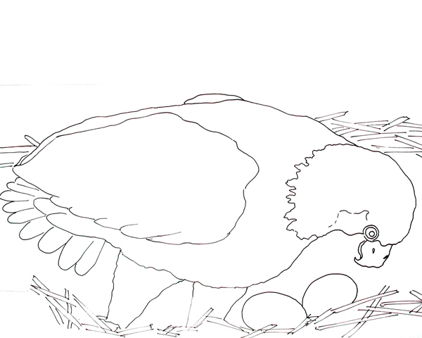 600x480 Caroline Arnold Art And Books Bald Eagle And Eggs Coloring Page
