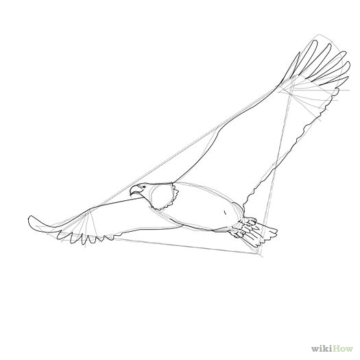 525x525 Draw A Bald Eagle Bald Eagle, Eagle And Drawing Birds