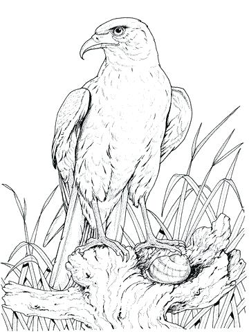 360x480 Eagle Color Page Bald Eagle Coloring Page Golden Eagle Coloring