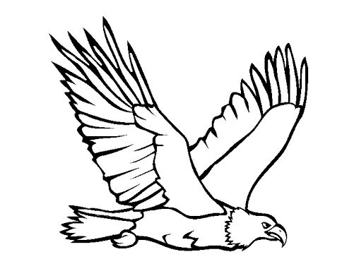 484x367 Bald Eagle Coloring Page Drawing Board Weekly