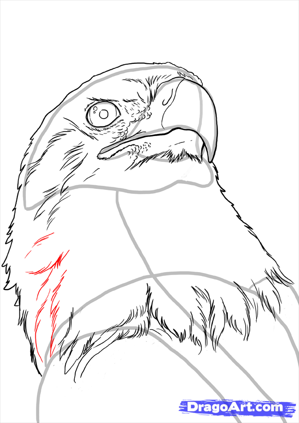 600x849 How To Draw Eagles, Draw Bald Eagles Step 16 Wildlife Pictures