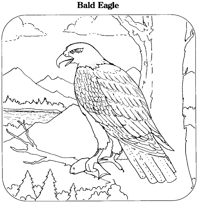 656x680 Coloring Pages Bald Eagle Coloring Pages Color Page 6 Bald Eagle