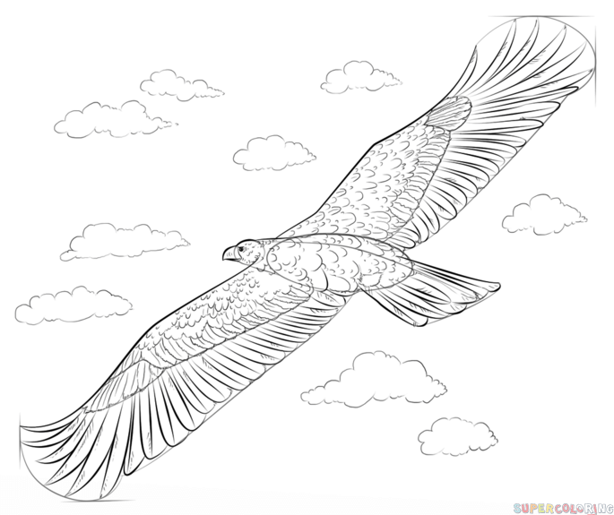 685x575 How To Draw A Golden Eagle Step By Step Drawing Tutorials