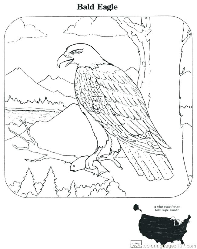 650x820 Amazing Bald Eagle Coloring Page And Bald Eagle Coloring Sketch E