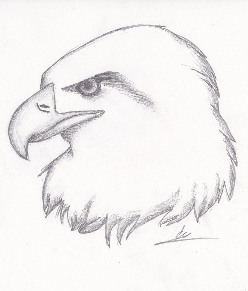 826x968 Realistic Eagle Sketch By Nightkitsune9