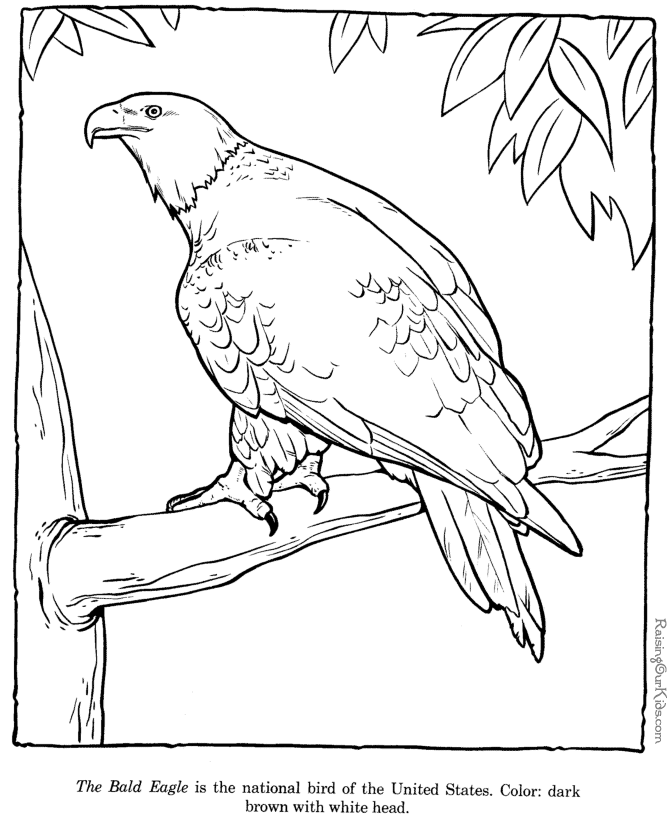 670x820 Bald Eagle Drawings And Coloring Pages Coloring Pages