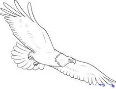 236x182 Bald Eagle Drawing 14 Drawing Eagle Drawing, Bald