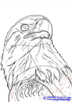 236x333 Bald Eagle Sketches Home Original Artwork Eagle Head Study