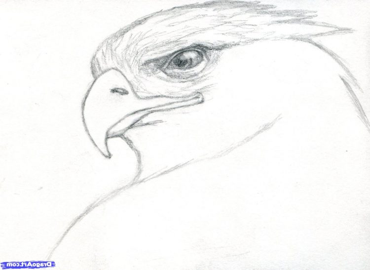 Bald Eagle Easy Drawing at GetDrawings | Free download