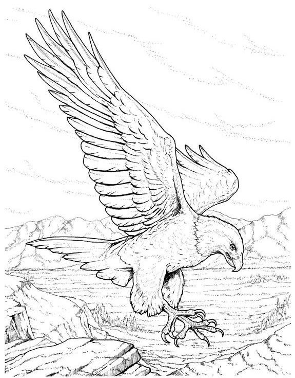 575x735 Pin By Bogdan Tatuyovich On Birds Drawings