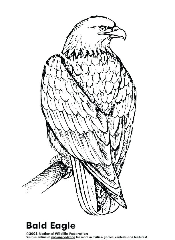 612x840 Eagle Coloring Sheet Eagle Coloring Page Bald Eagle Coloring Pages