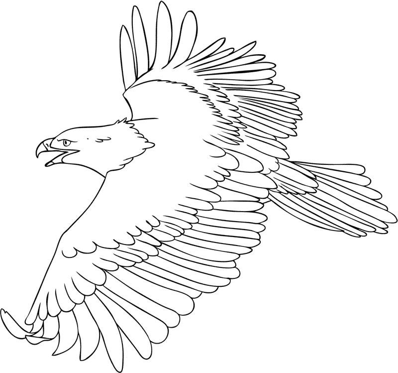800x749 Flying Bald Eagle Coloring Page
