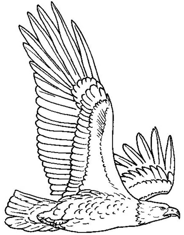 600x767 Bald Eagle Flying High Coloring Page