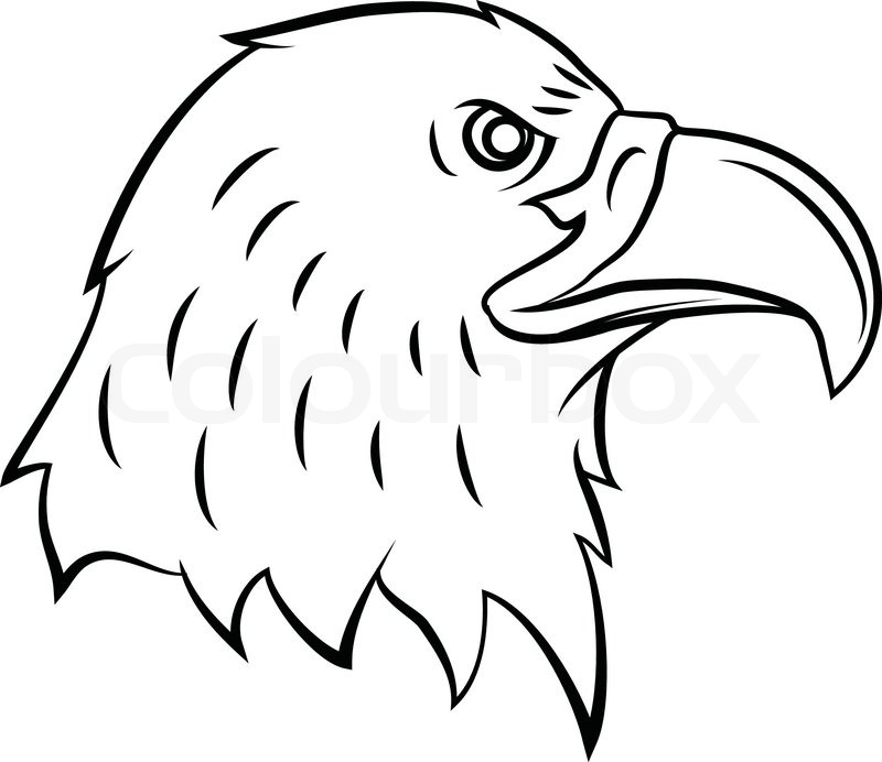 800x692 Eagle Head Stock Vector Colourbox