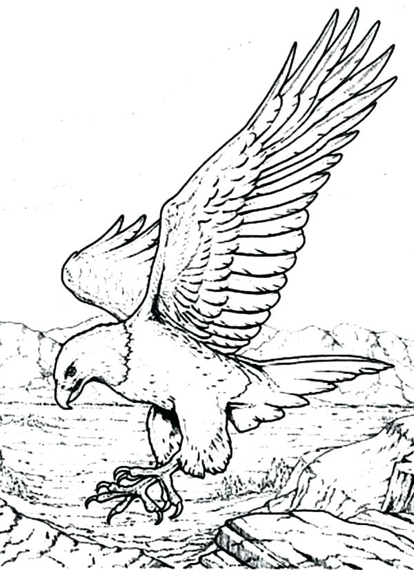 600x826 Fresh Bald Eagle Coloring Pages Online This Is Page Images Drawn