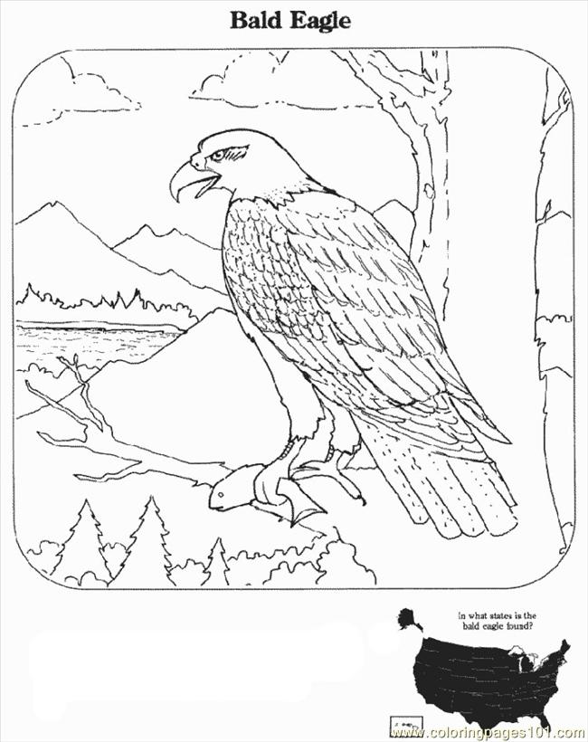 650x820 Drawn White Tailed Eagle Line Drawing