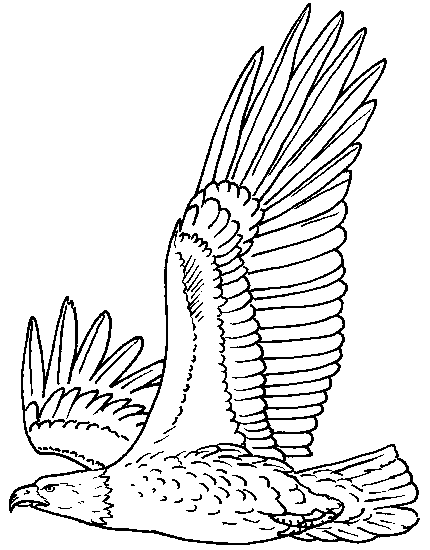 430x550 Bald Eagle Line Drawing Bald Eagle, Eagle And Wood