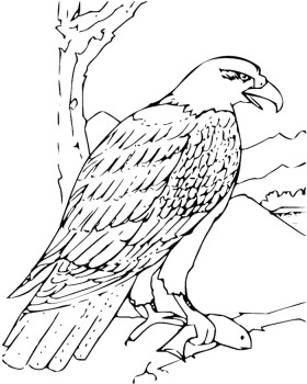 280x350 Big Eagle Coloring Pages Coloring Pagers Eagle