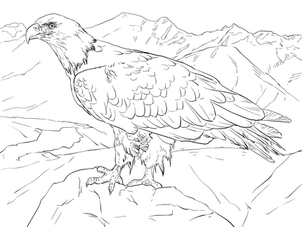 430x323 Click To See Printable Version Of Bald Eagle From Alaska Coloring