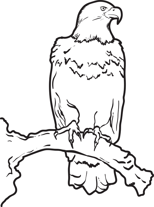 520x700 Eagle National Bird Drawing Coloring Bald Head Page