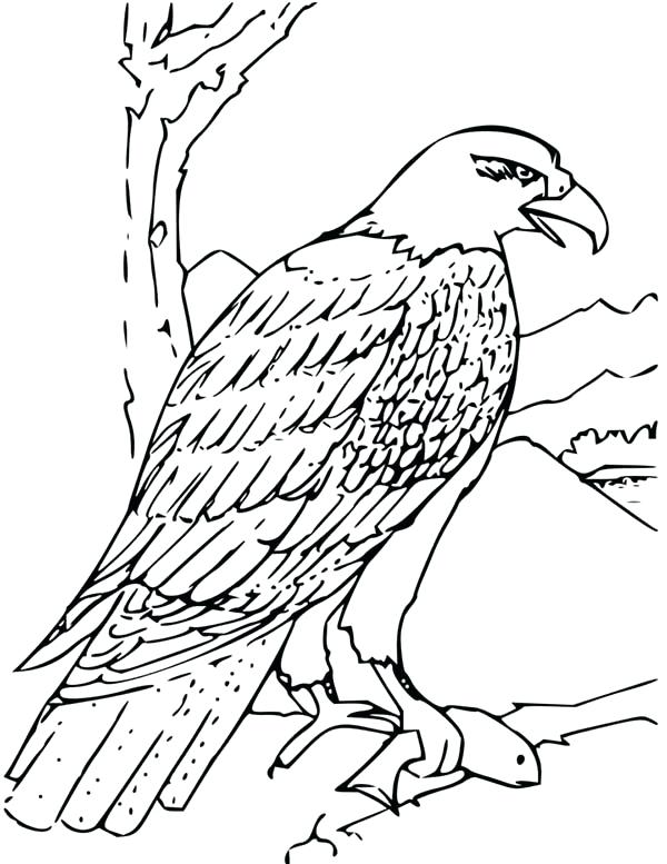 600x777 Eagle Picture To Color Eagle Color Page Bald Eagle Coloring Book