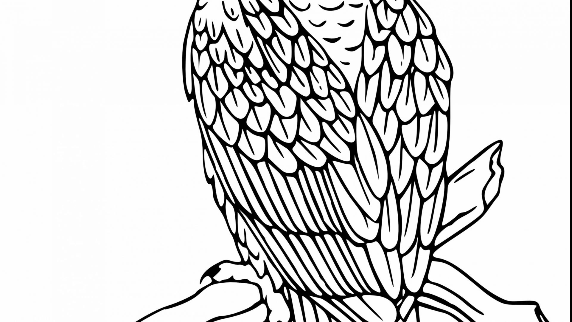 1920x1080 Fantastic Bald Eagle Black And White Coloring Pages Birds